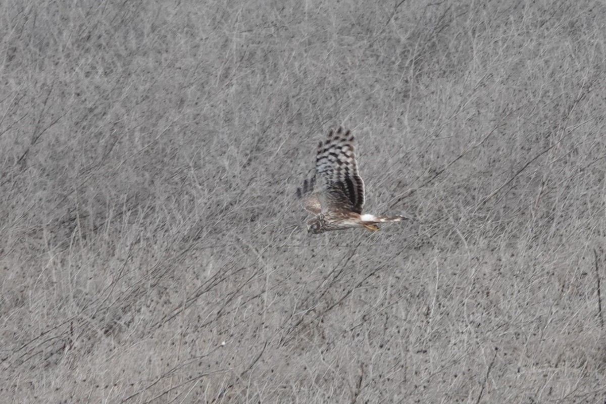 Hen Harrier - ML645344644