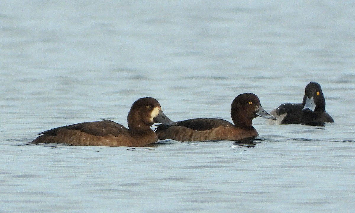 スズガモ - ML645344646