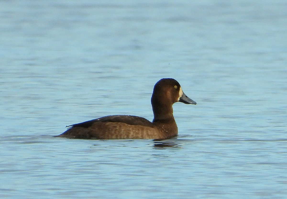 スズガモ - ML645344647