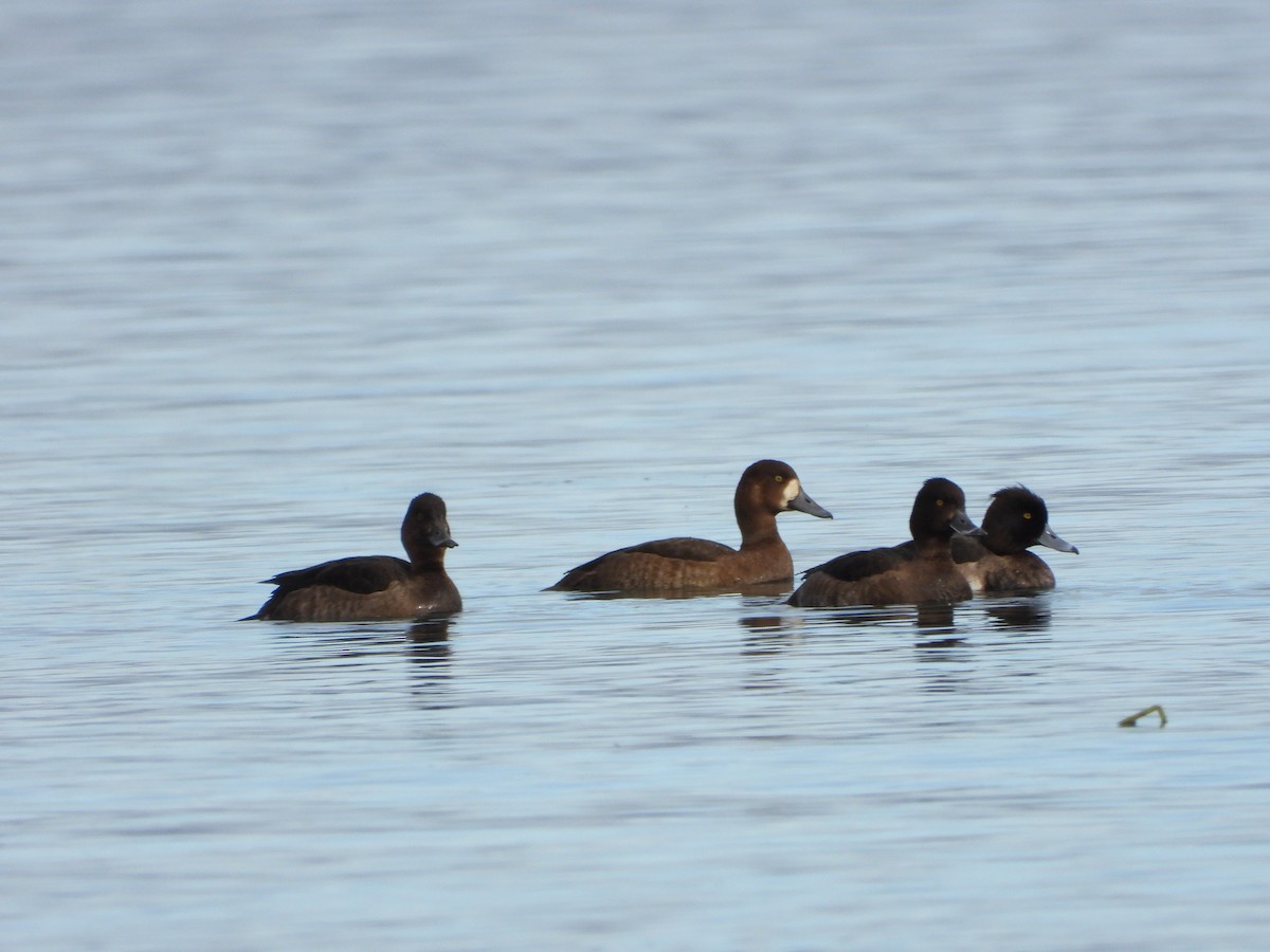 スズガモ - ML645344648