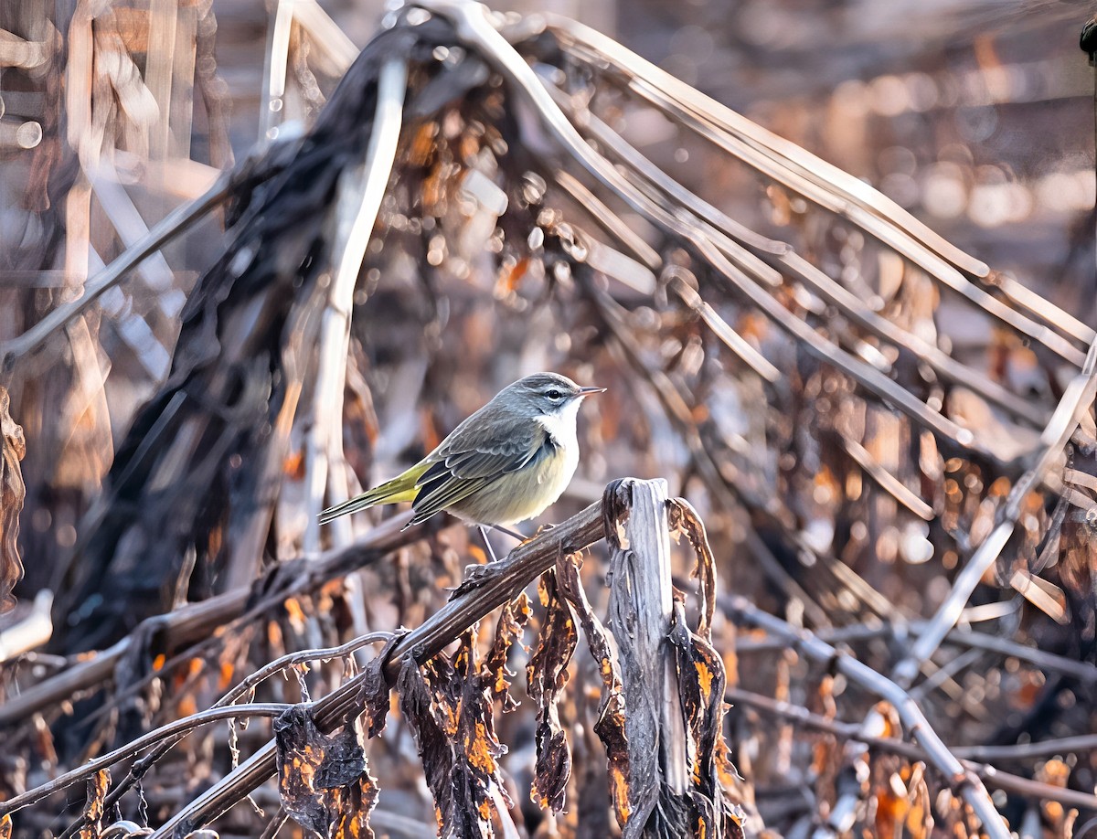 Palm Warbler - ML645344653