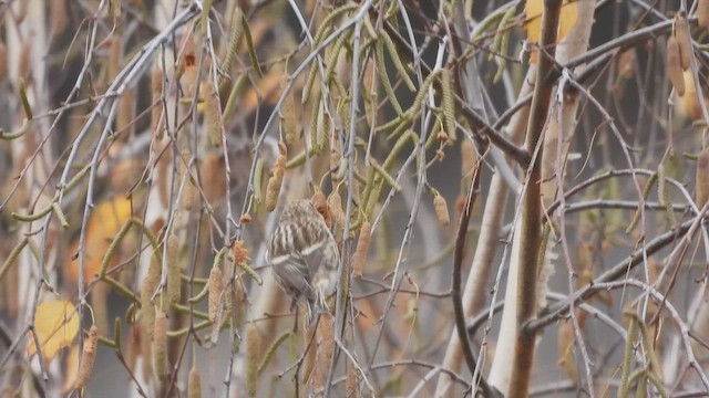 ベニヒワ（亜種 イメベニヒワ） - ML645344667