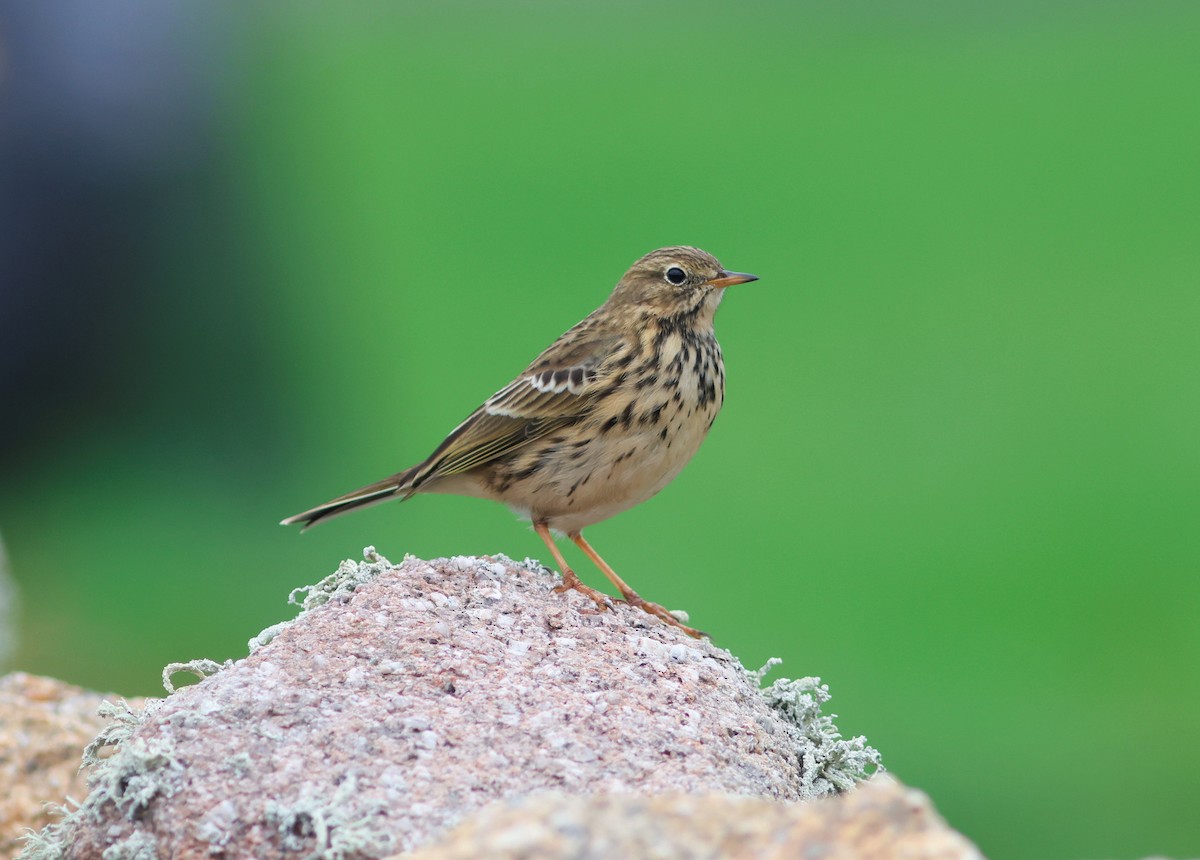 Meadow Pipit - ML645344670