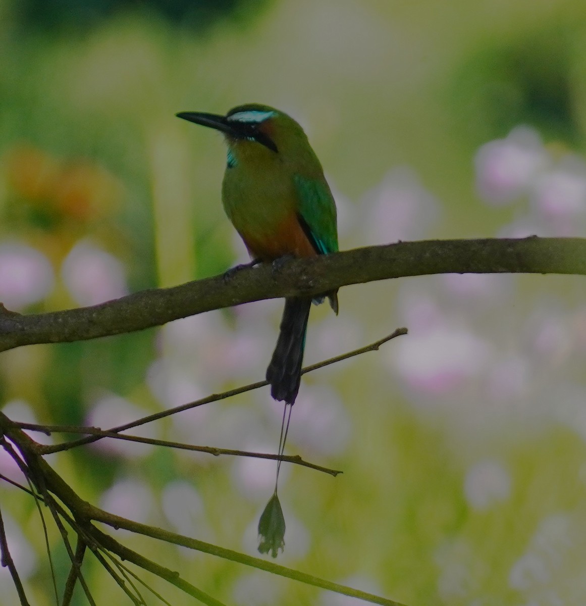 Момот рудочеревий - ML645344671