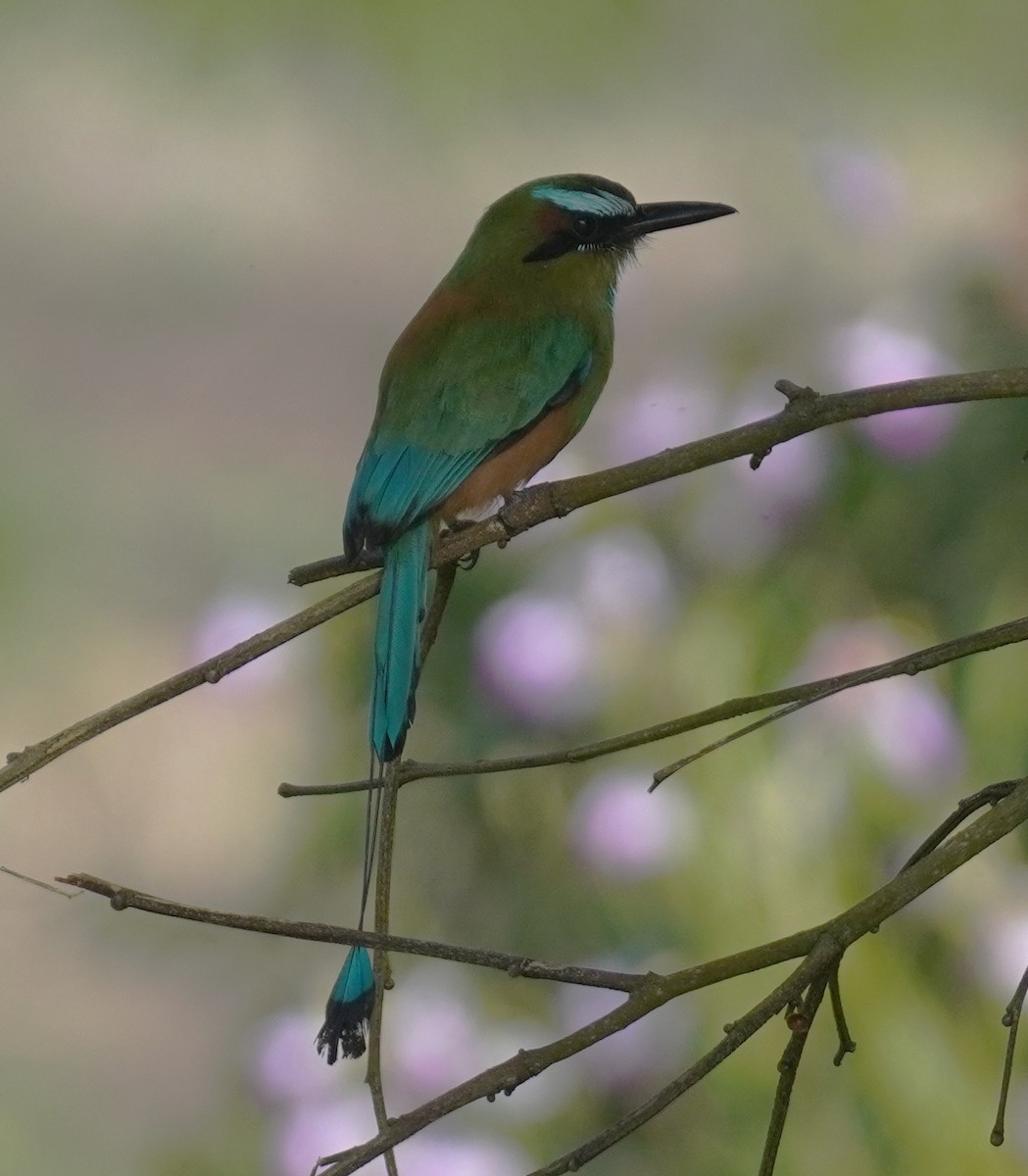 Момот рудочеревий - ML645344672