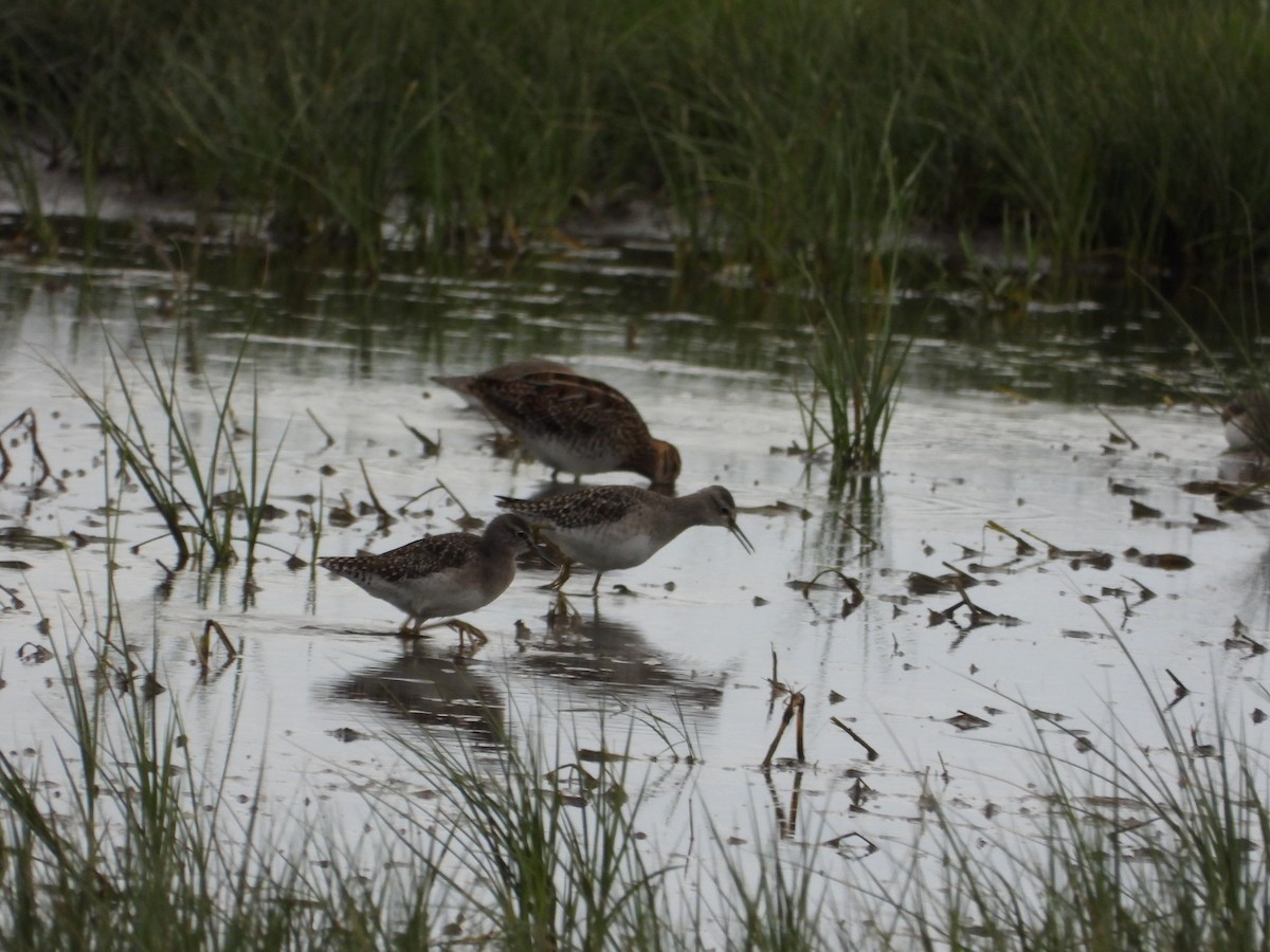 vodouš bahenní - ML645344676