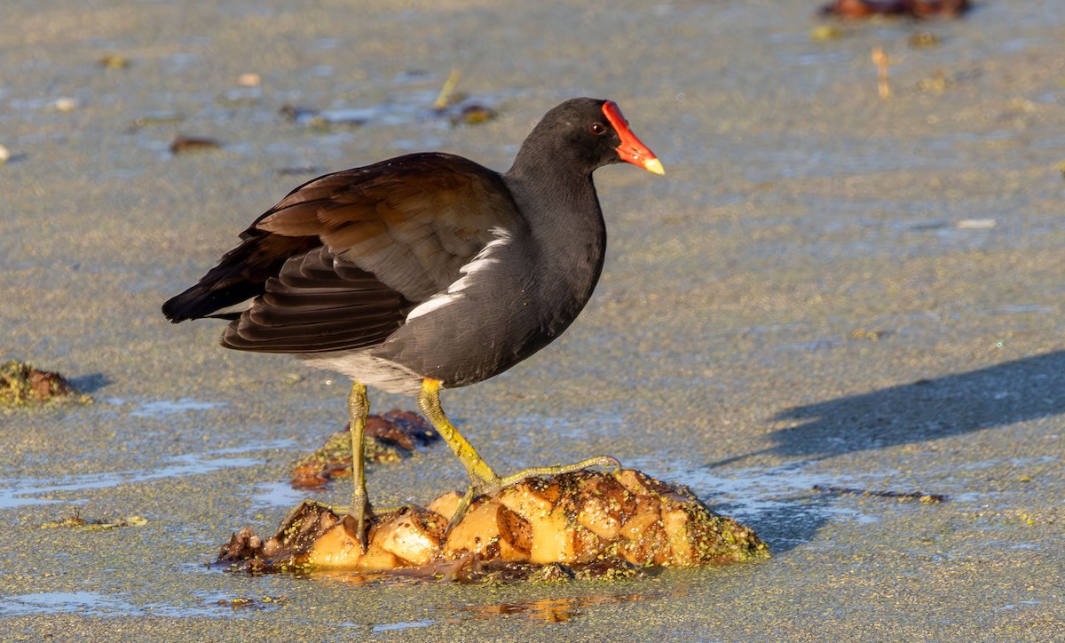 Курочка латиноамериканська - ML645344680