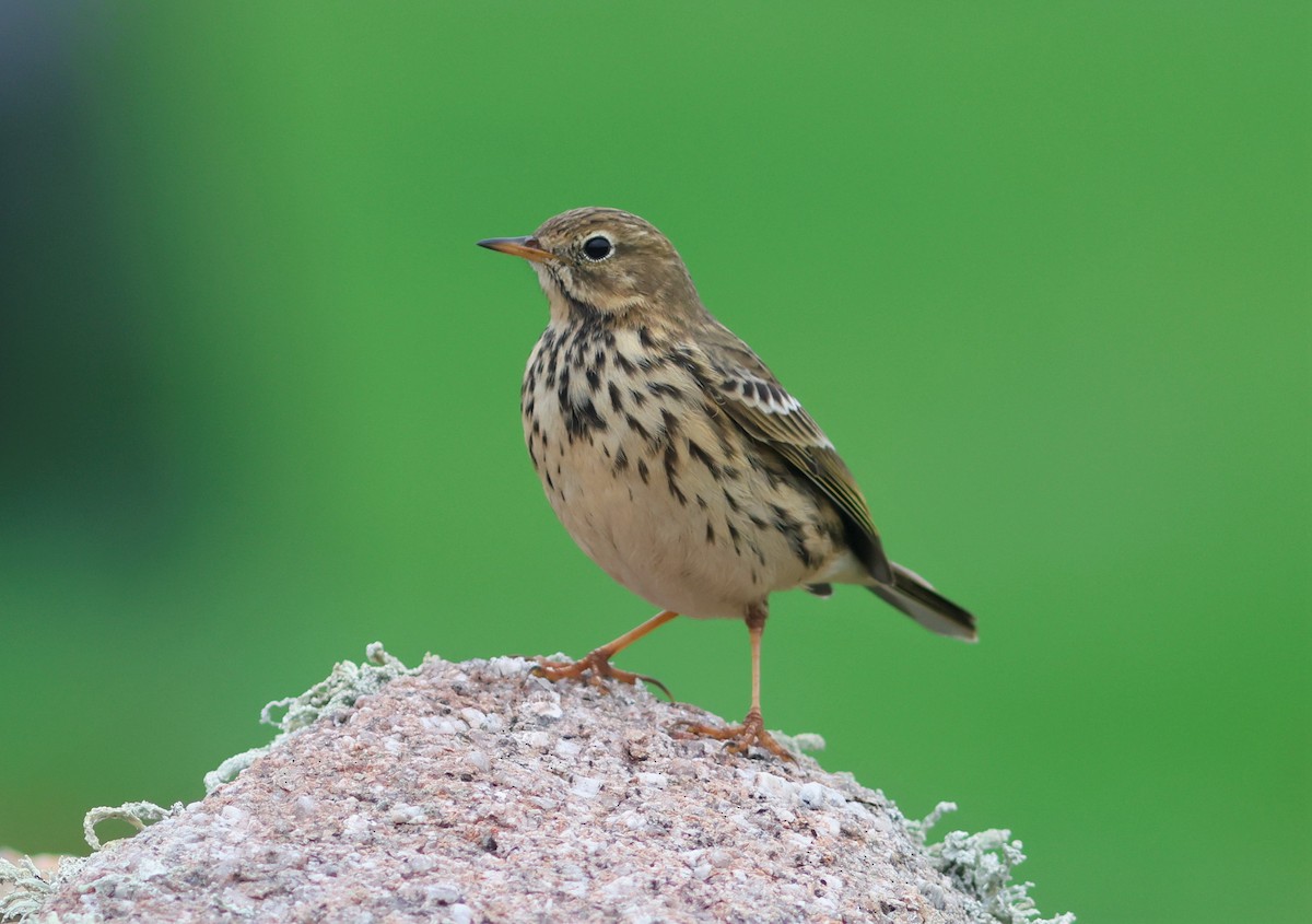 Meadow Pipit - ML645344684