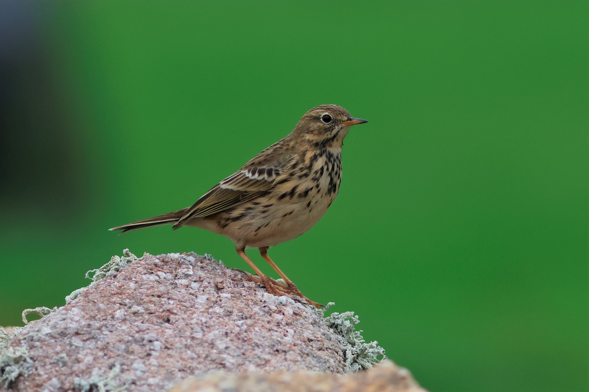 Meadow Pipit - ML645344689