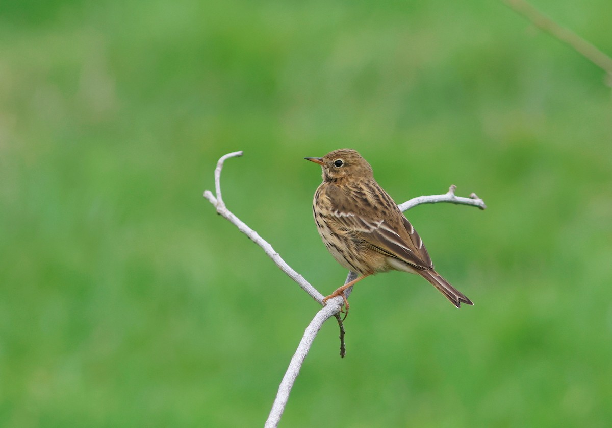 Meadow Pipit - ML645344692