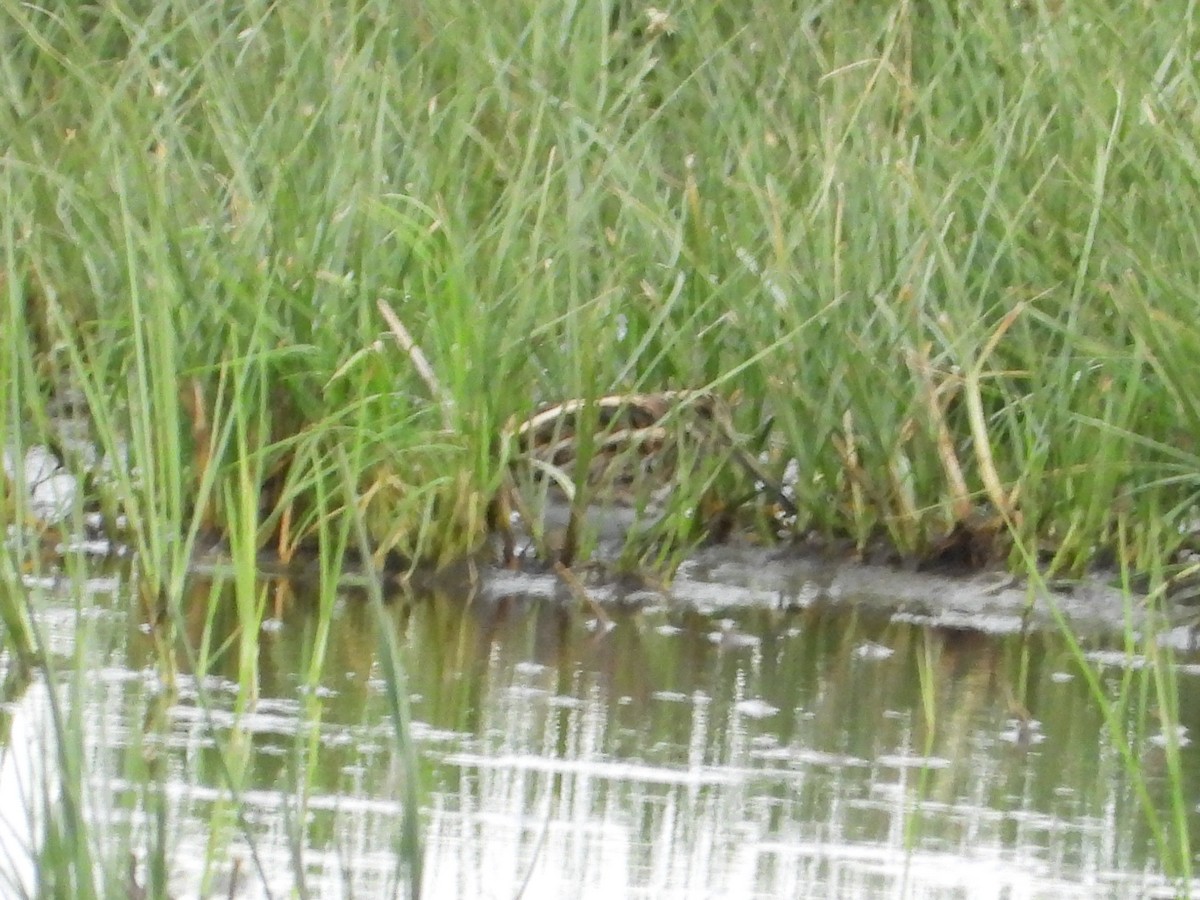Jack Snipe - ML645344693