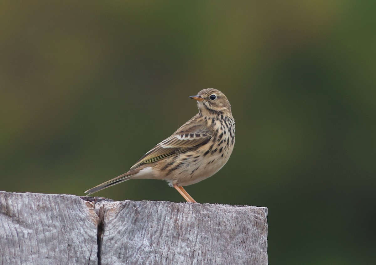 Meadow Pipit - ML645344697