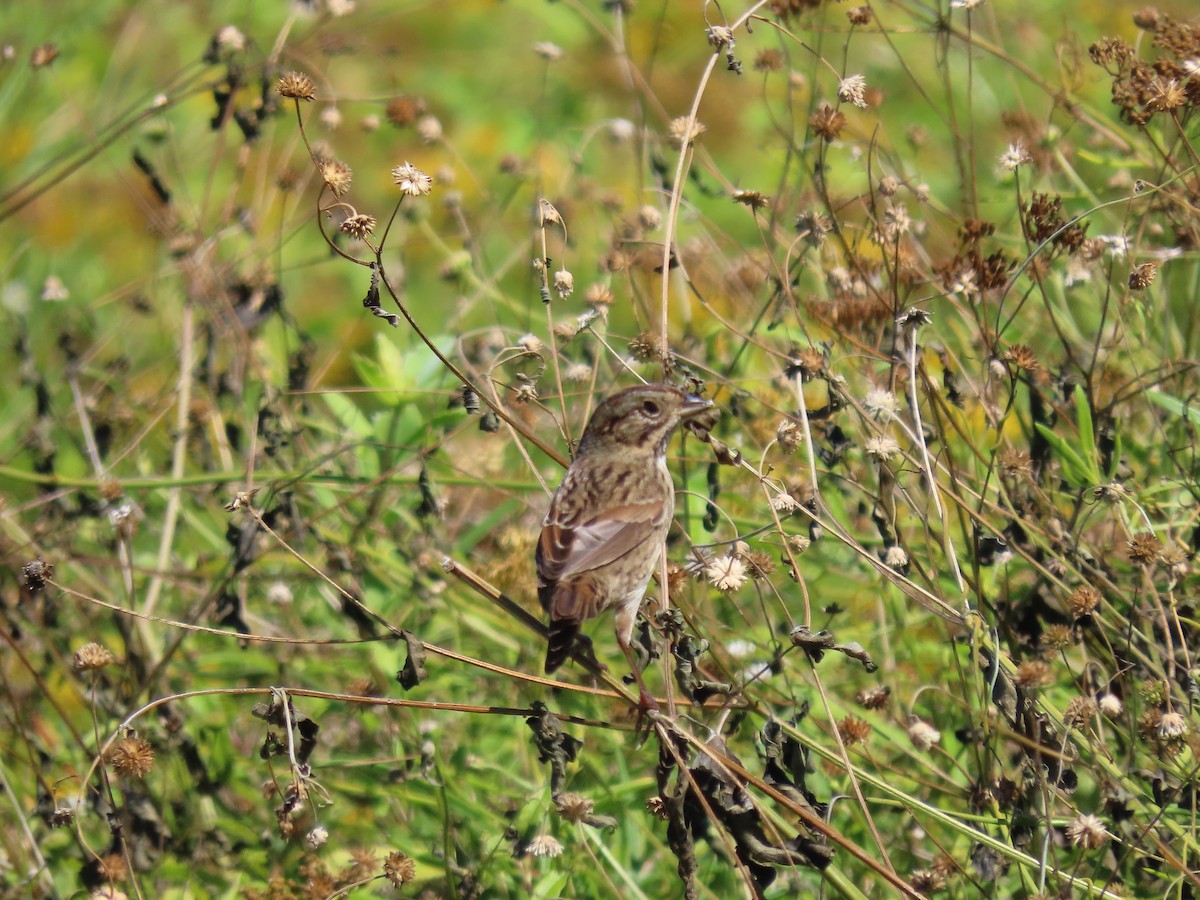 strnadec pruhohlavý - ML645344699