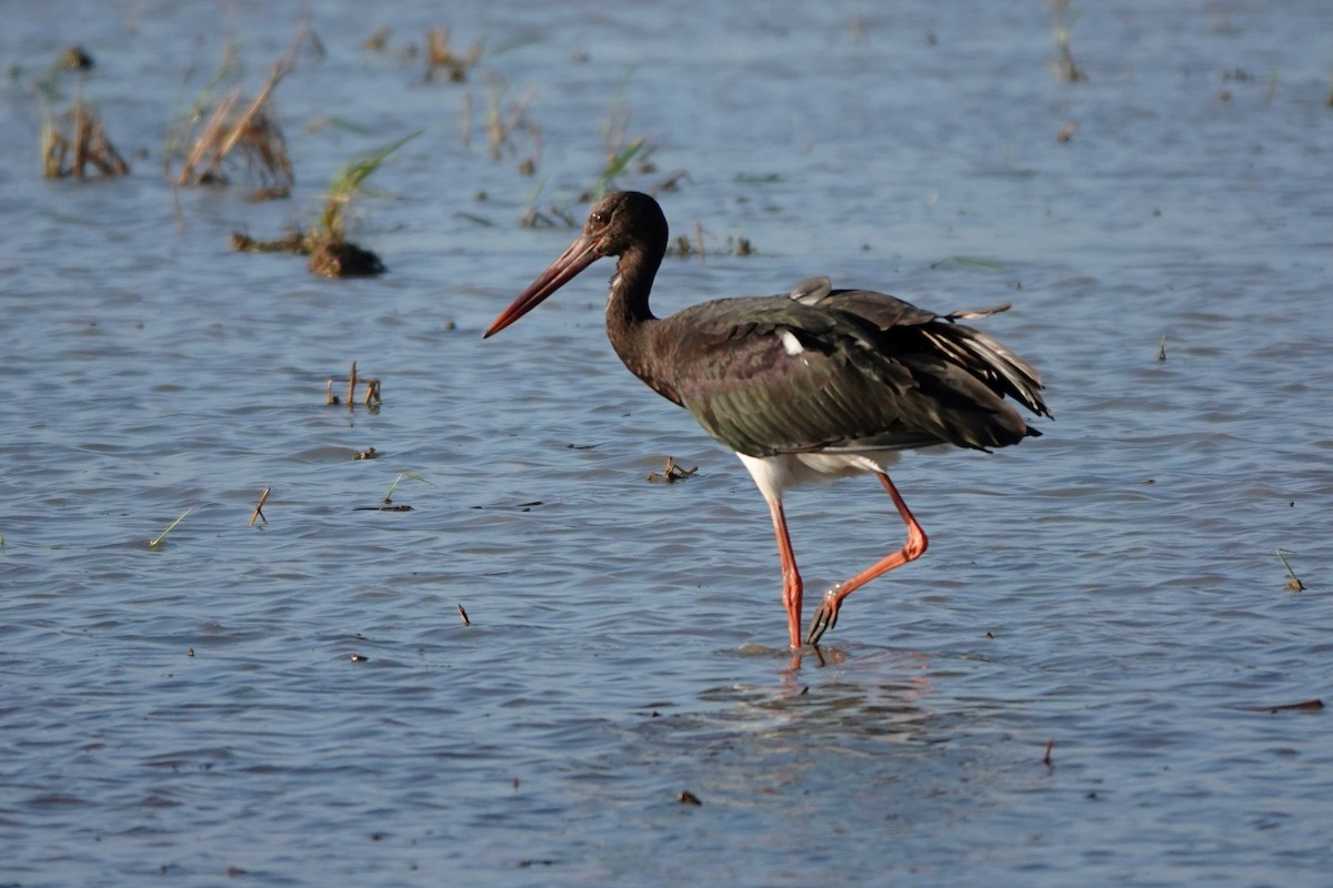 Black Stork - ML645344706