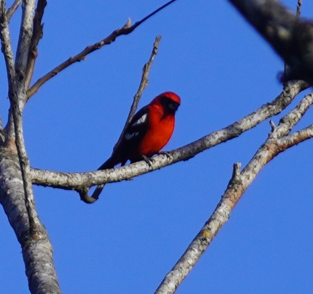White-winged Tanager - ML645344711