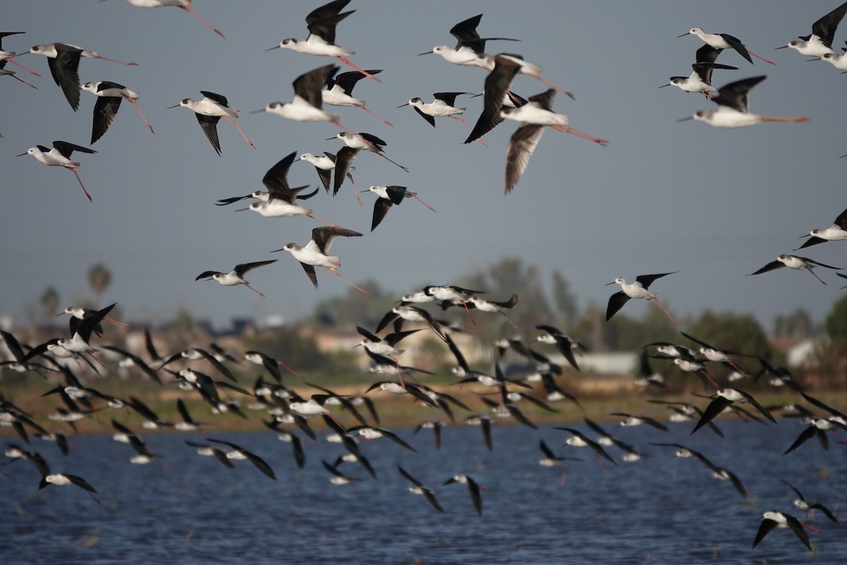 高蹺鴴 - ML645344728