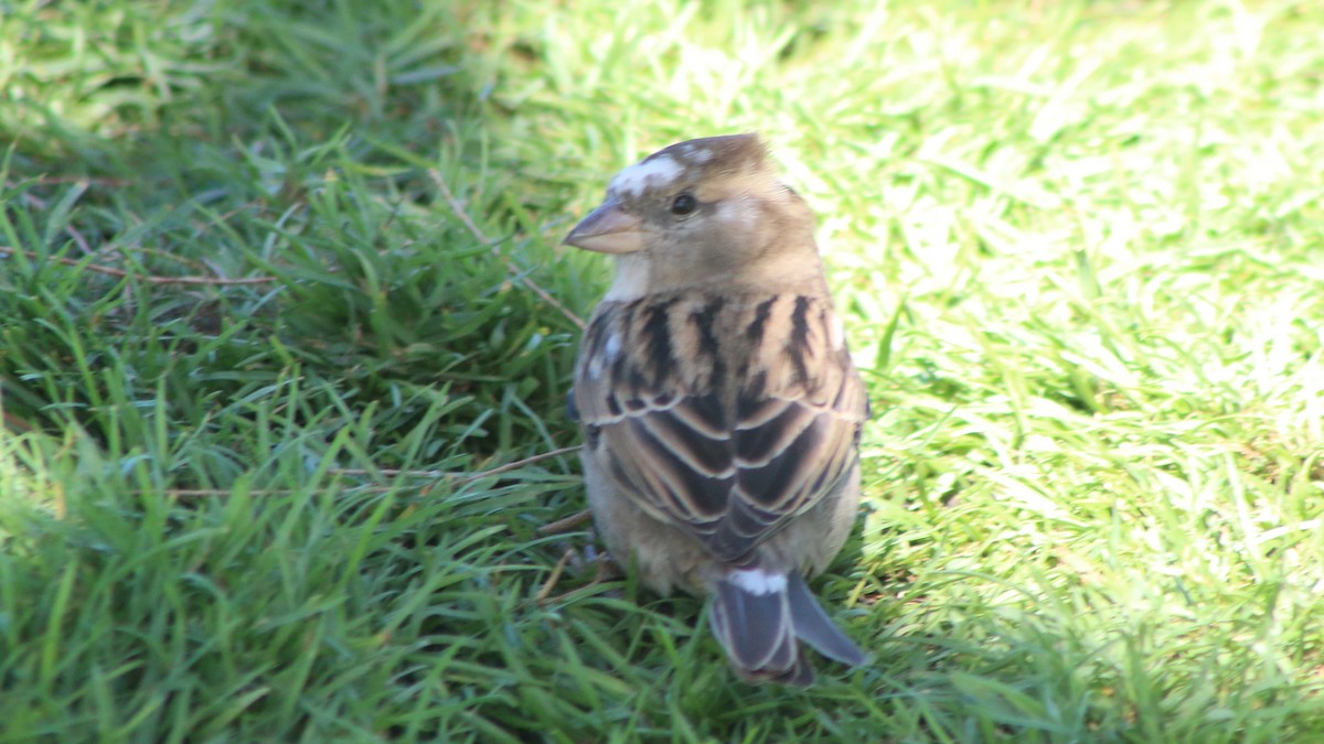 House Sparrow - ML645344753