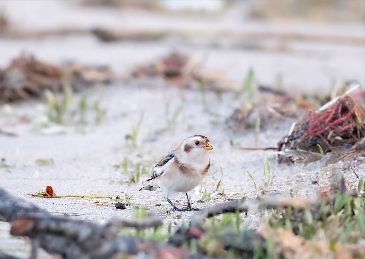 Snow Bunting - ML645344759