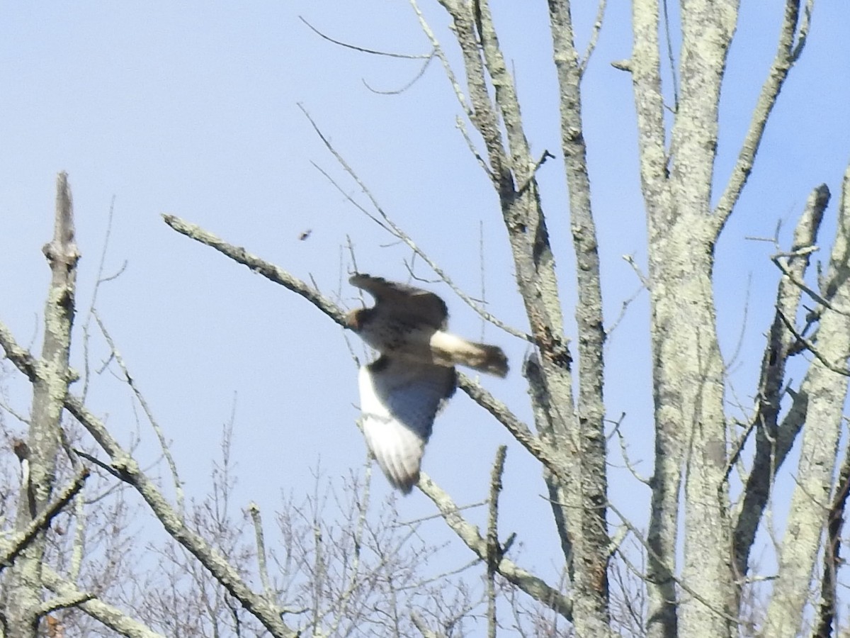Red-tailed Hawk - ML645344781