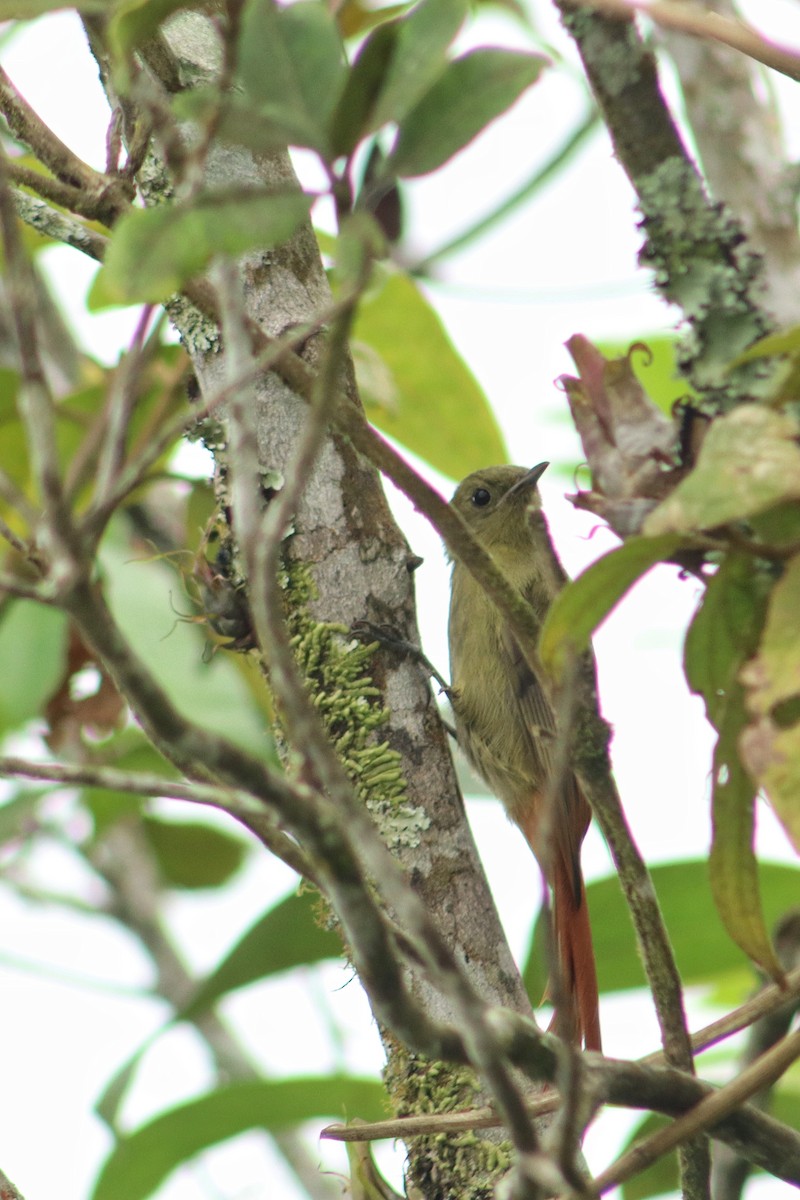 Olivaceous Woodcreeper - ML645344784