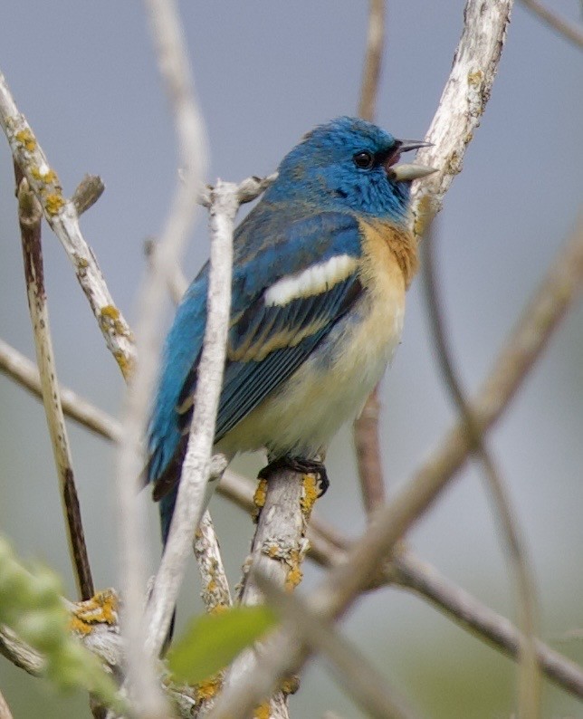 Lazuli Bunting - ML645344788