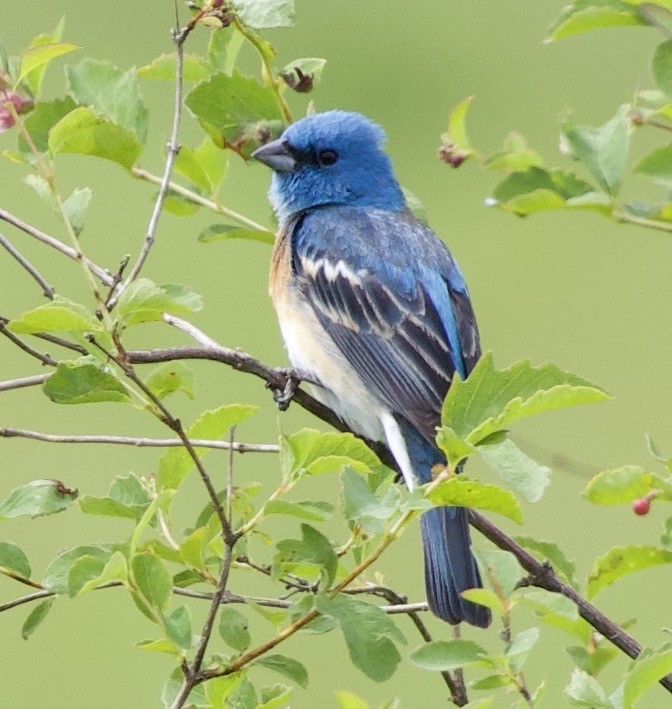 Lazuli Bunting - ML645344789