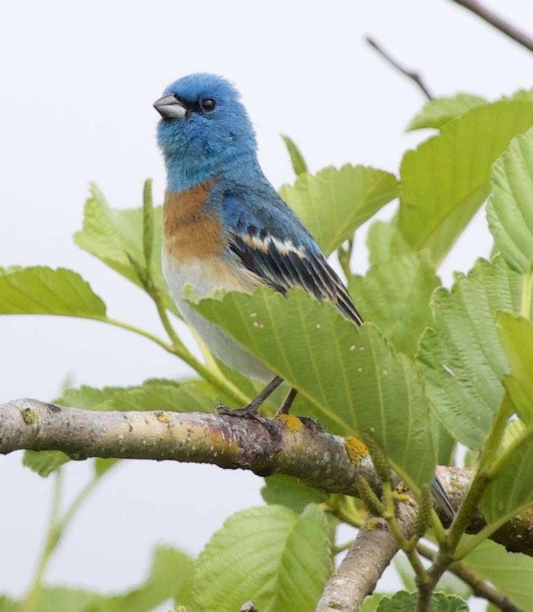 Lazuli Bunting - ML645344790