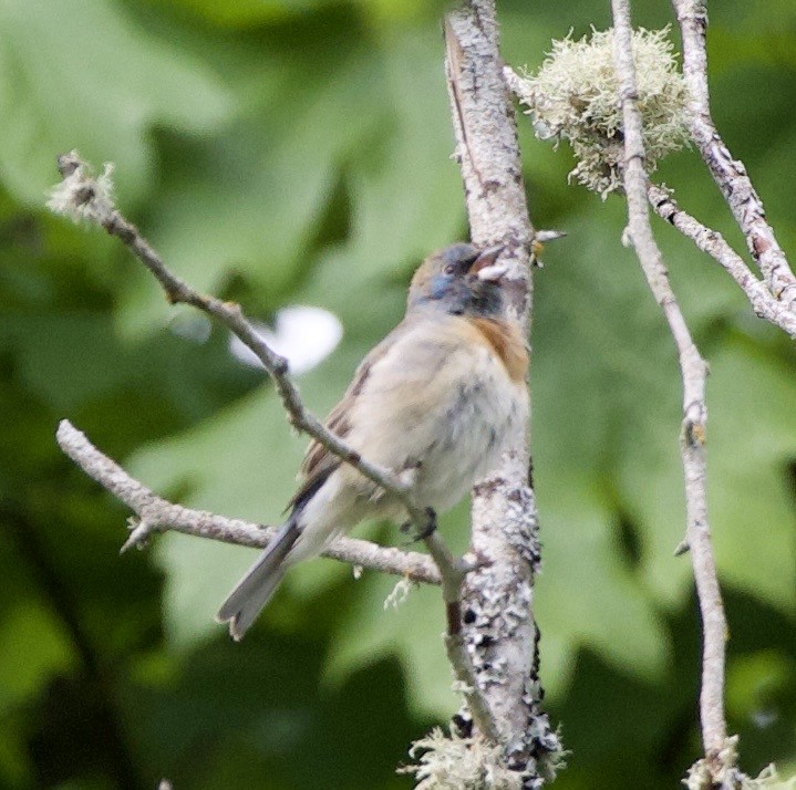 Lazuli Bunting - ML645344791
