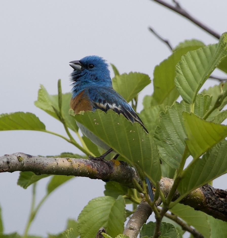 Lazuli Bunting - ML645344792