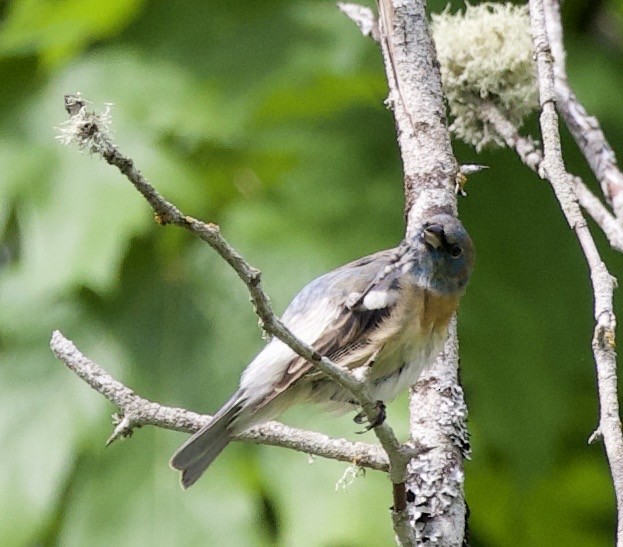 Lazuli Bunting - ML645344793