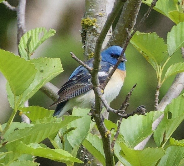 Lazuli Bunting - ML645344794