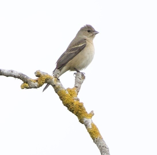 Lazuli Bunting - ML645344795