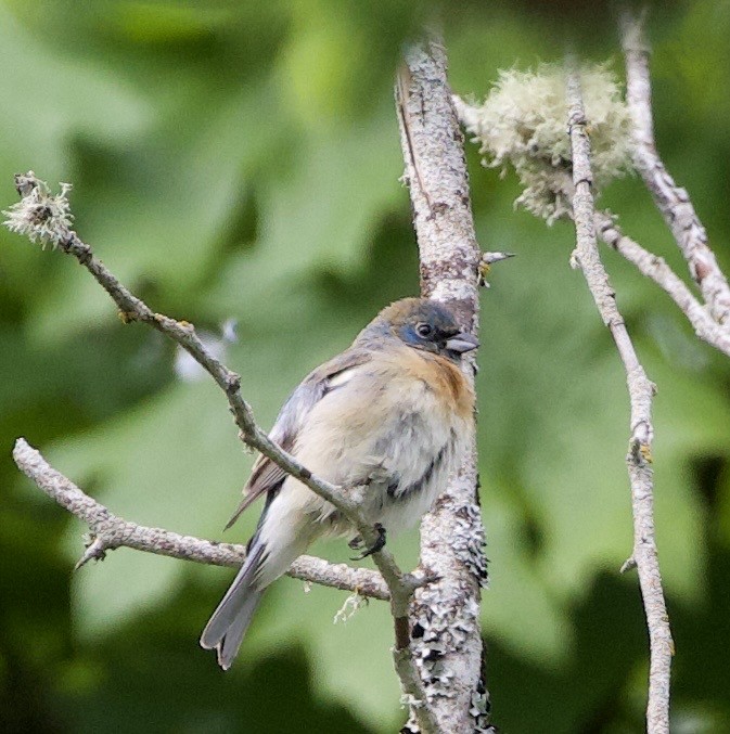Lazuli Bunting - ML645344796