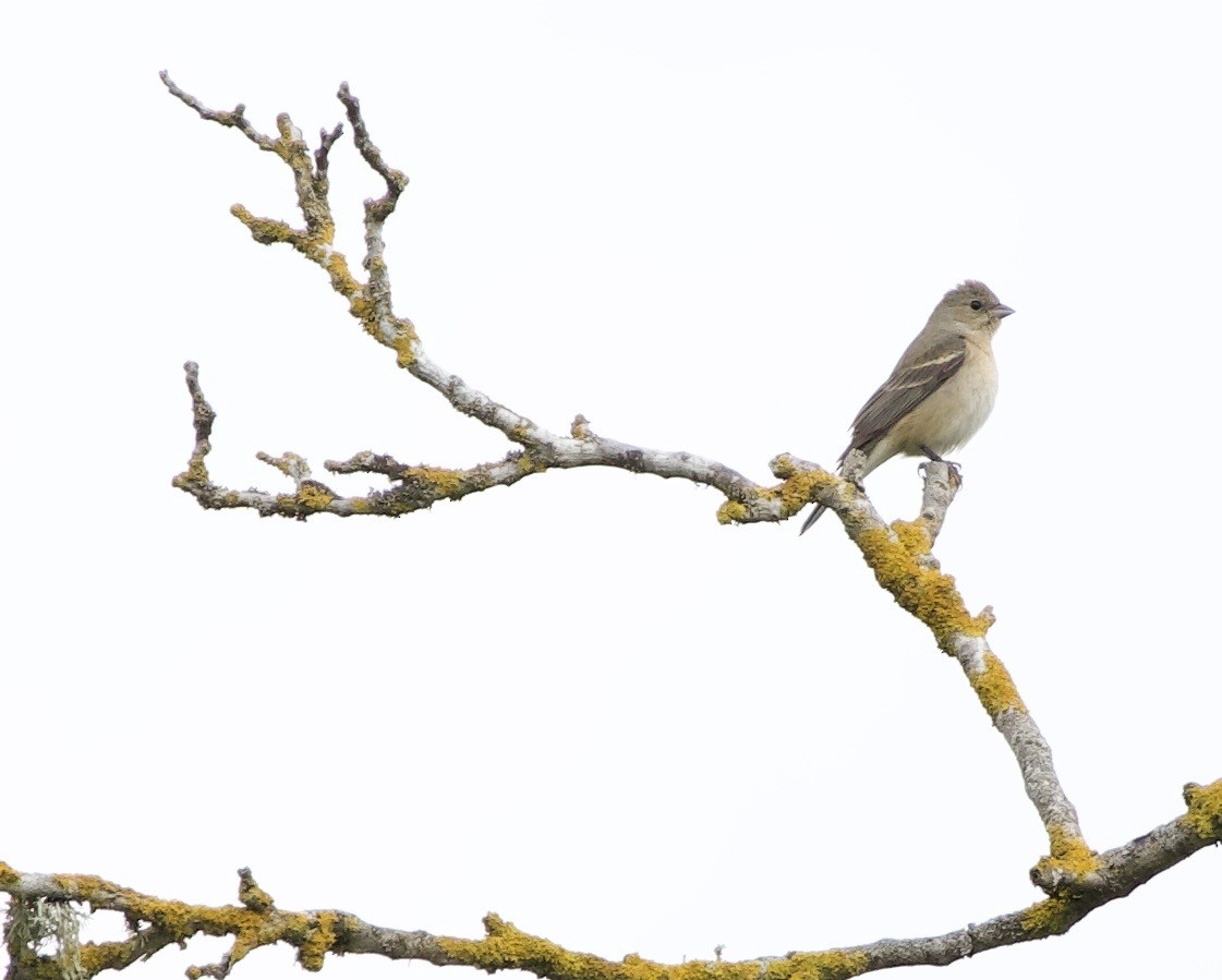 Lazuli Bunting - ML645344797