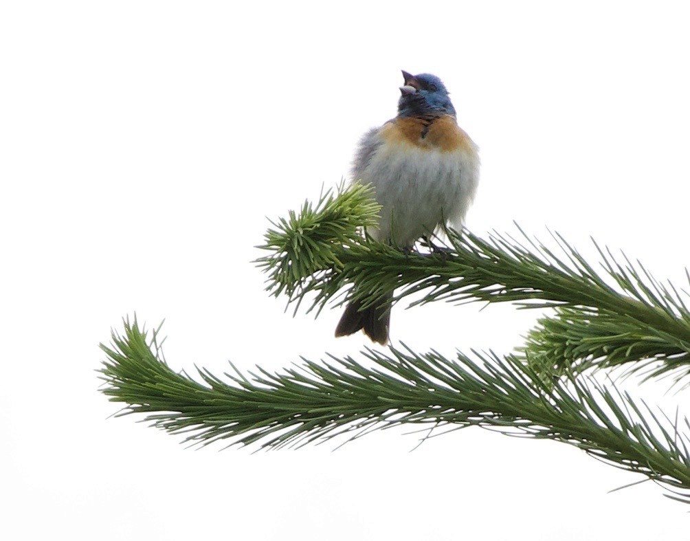 Lazuli Bunting - ML645344798