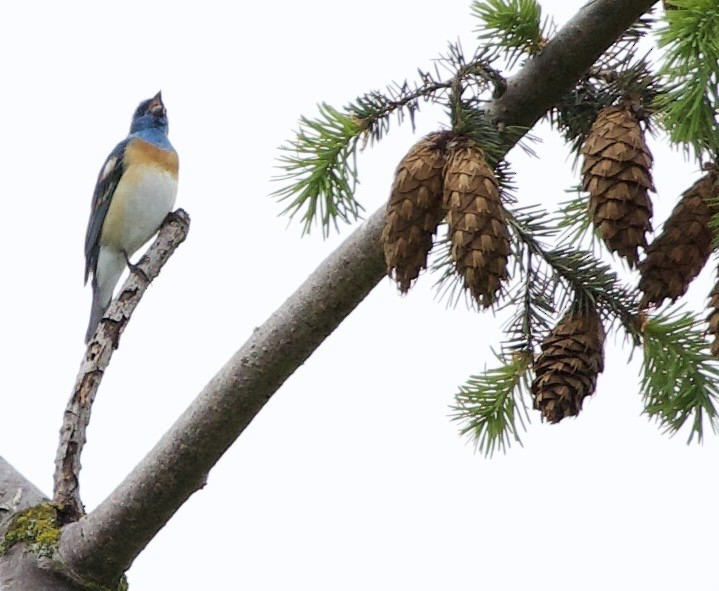 Lazuli Bunting - ML645344799