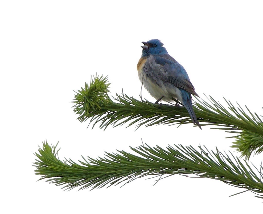 Lazuli Bunting - ML645344800