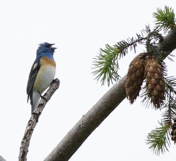 Lazuli Bunting - ML645344801