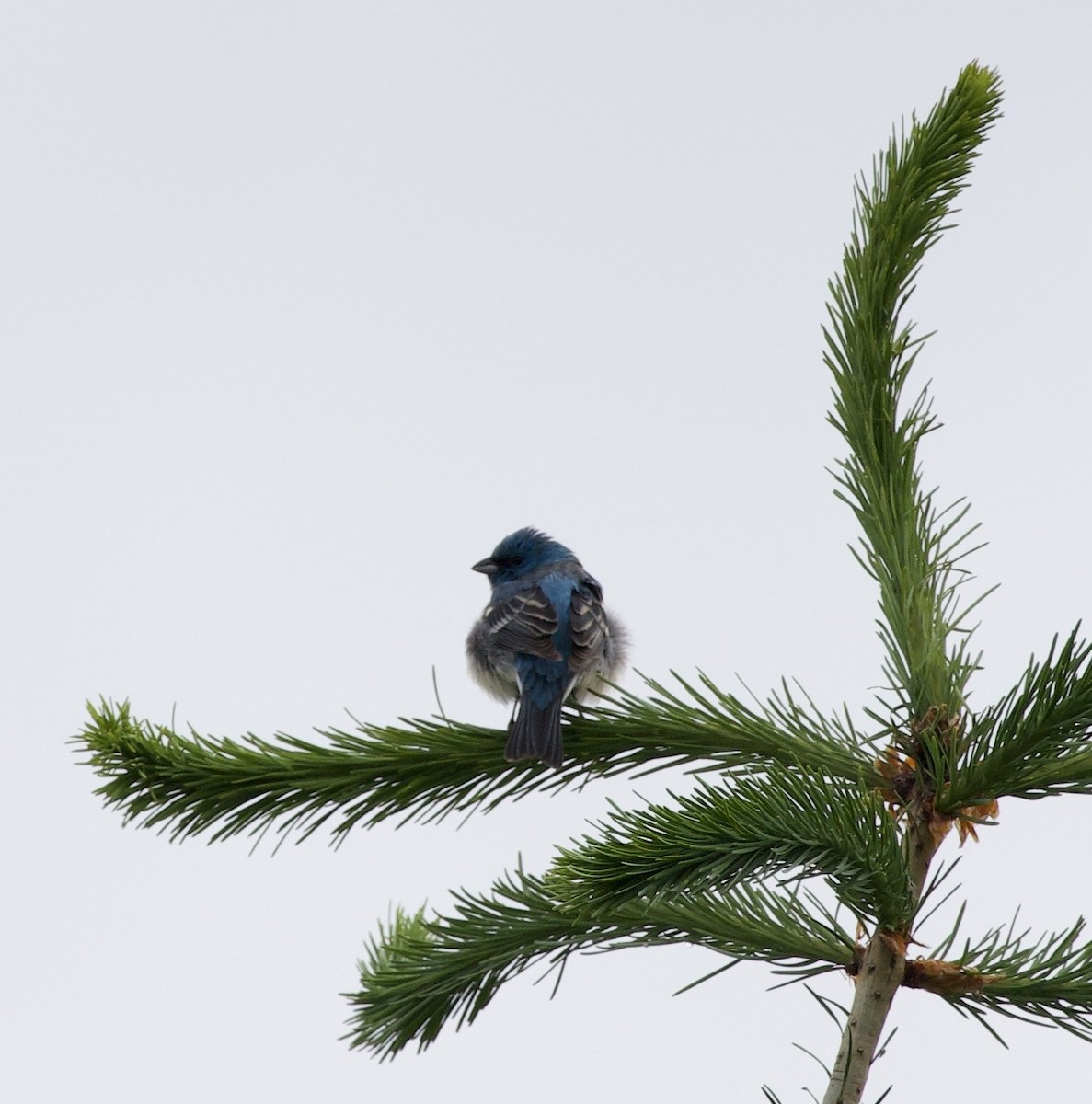Lazuli Bunting - ML645344802