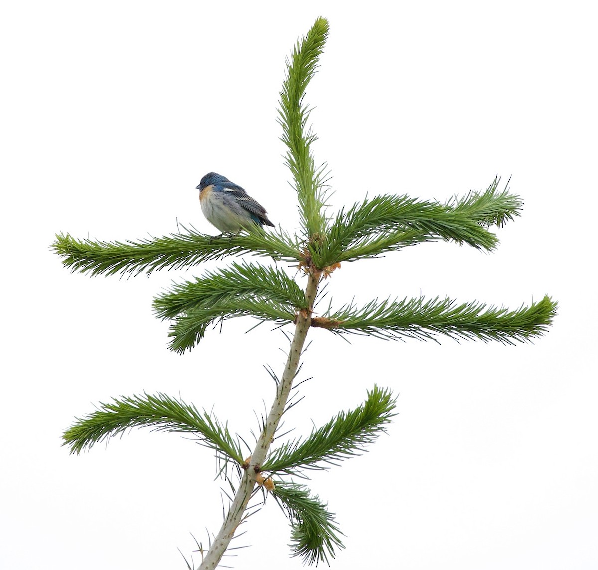 Lazuli Bunting - ML645344803