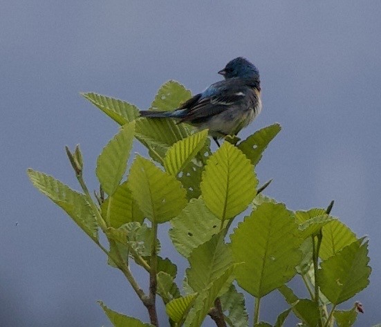 Lazuli Bunting - ML645344804