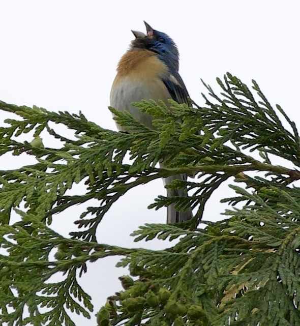 Lazuli Bunting - ML645344805
