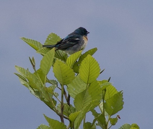 Lazuli Bunting - ML645344806