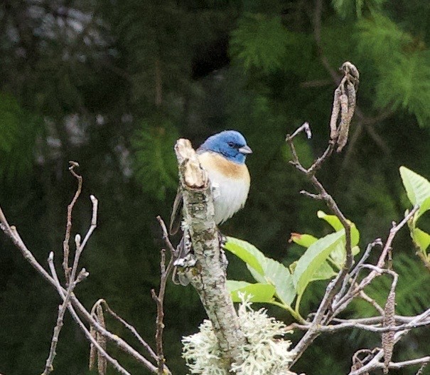 Lazuli Bunting - ML645344807