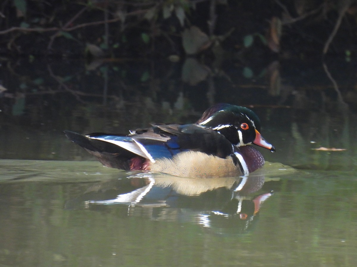 Canard branchu - ML645344819