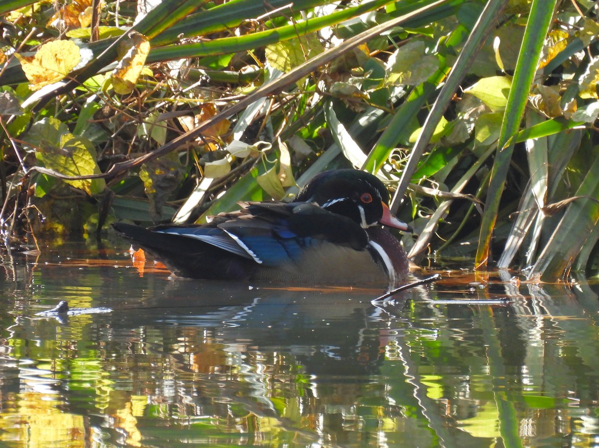 Canard branchu - ML645344820