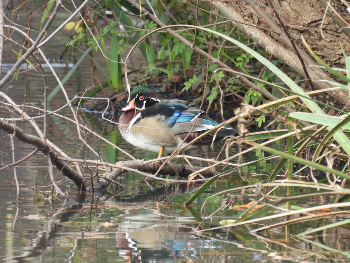 Canard branchu - ML645344821