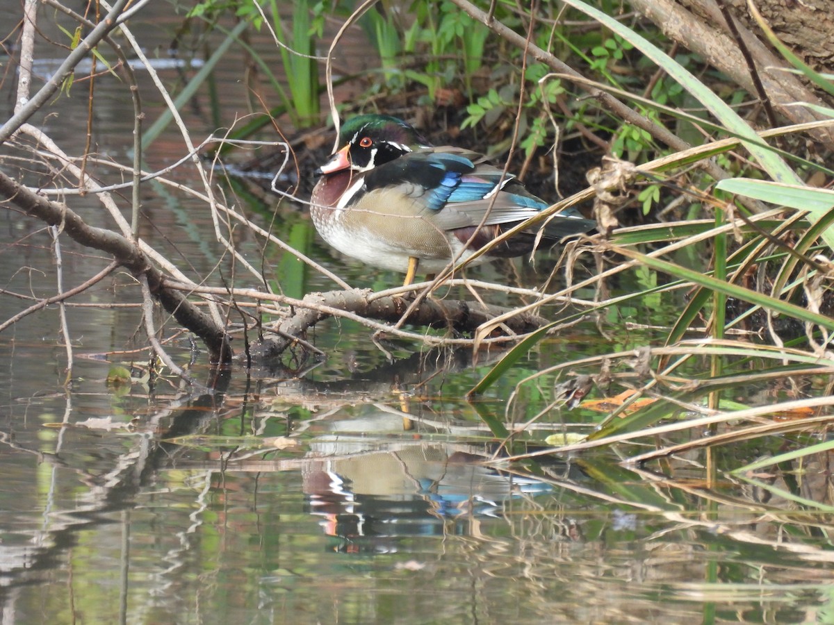 Canard branchu - ML645344822