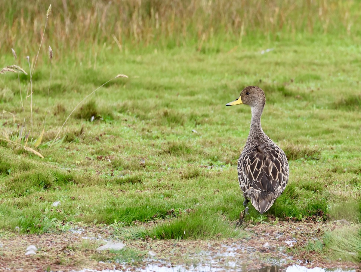 Yellow-billed Pintail - ML645344823