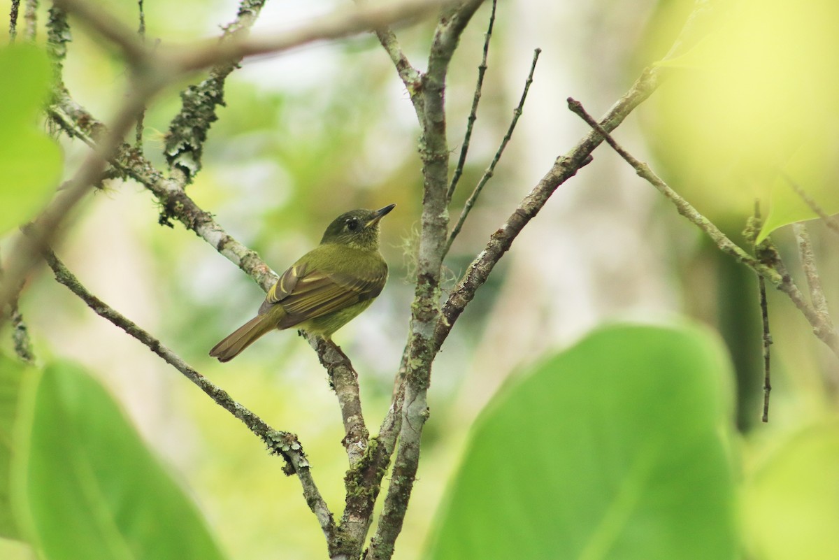 Olive-striped Flycatcher - ML645344833
